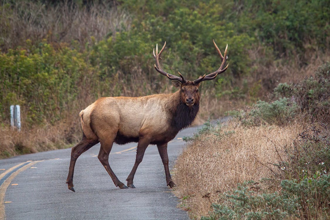 large deer crossing rural road